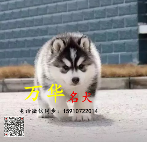 纯种熊版哈士奇多少钱 熊版哈士奇怎么卖 熊版