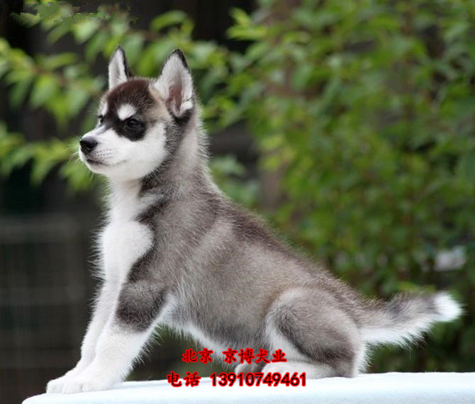 双血统纯种哈士奇幼犬出售 3个月哈士奇价格 京博犬业