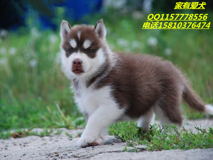 精品哈士奇多少钱 哈士奇颜色 哈士奇好养活吗