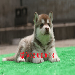  河南焦作哈士奇多少钱一只 哈士奇幼犬出售 