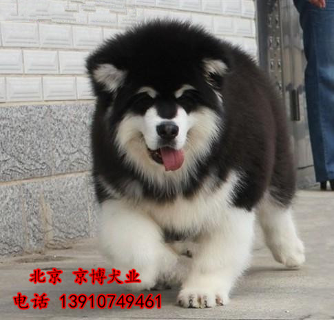 出售纯种阿拉斯加 三个月阿拉斯加幼犬出售 可