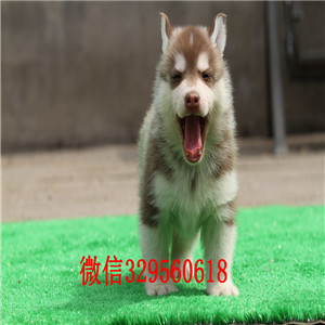  东营犬舍哪里卖哈士奇二哈蓝眼哈士奇多少钱