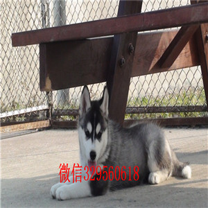 汕头哪里有卖哈士奇的哈士奇养殖场出售双蓝