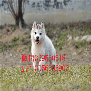  平顶山哪里能买到纯种哈士奇双蓝眼哈士奇多