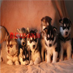  珠海哪里有卖哈士奇的哈士奇好养吗纯种哈士奇哪里有宠物级三火眼哈士奇