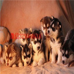  珠海哪里有卖哈士奇的哈士奇好养吗纯种哈士奇哪里有宠物级三火眼哈士奇