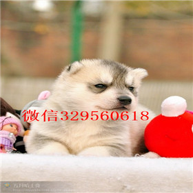  漯河哪里卖哈士奇幼犬双蓝眼哈士奇多少钱哈