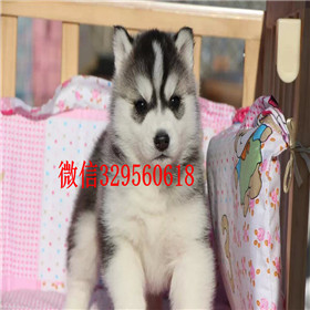 日照哪里出售纯种哈士奇哈士奇养殖场出售精