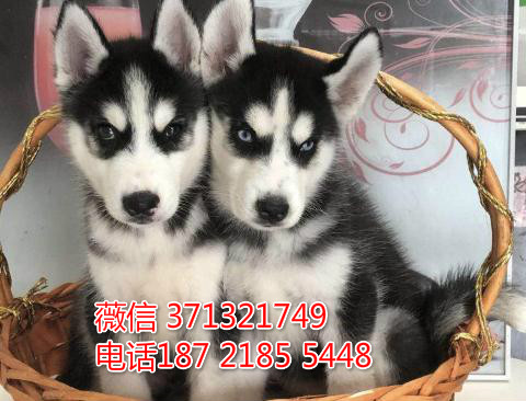 太原狗场哈士奇犬出售一窝 蓝眼睛的健康聪明 