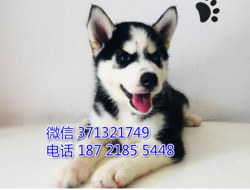 南昌哈士奇犬出售纯种幼犬，大型犬哈士奇狗狗