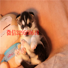  珠海哪里有卖哈士奇的哈士奇好养吗纯种哈士奇哪里有宠物级三火眼哈士奇