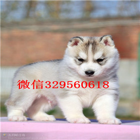  哈尔滨哪里能买到纯种哈士奇赛级哈士奇幼犬