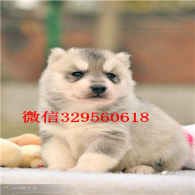东营哪里卖哈士奇幼犬双蓝眼哈士奇多少钱纯种