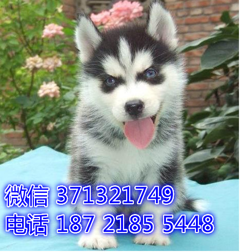 杭州哪里有哈士奇出售，杭州犬舍出售二哈