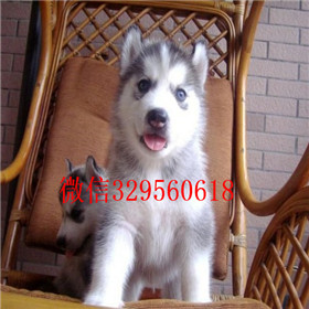  潍坊哪里能买到纯种哈士奇哈士奇好养吗哈士