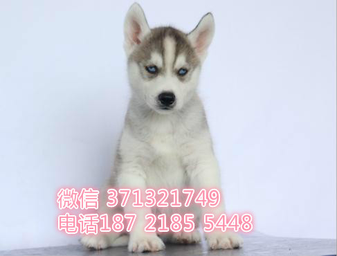 灰色哈士奇犬出售纯种，灰色 二哈，雪橇犬 长沙基