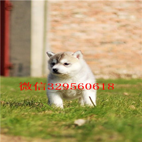  成都哪里卖哈士奇幼犬哈士奇养殖场出售纯种哈士奇宝宝黑眼纯种哈士奇幼犬