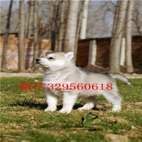  成都哪里卖哈士奇幼犬哈士奇养殖场出售纯种哈士奇宝宝黑眼纯种哈士奇幼犬