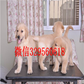  福州哪里有卖金毛品质好出售美系美系金毛精