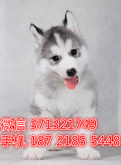 成都哈士奇犬出售纯种 犬舍出售二哈 雪橇犬狗