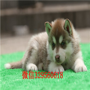  哈尔滨哪里出售纯种哈士奇赛级哈士奇幼犬纯