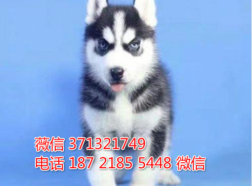 广州哈士奇犬出售纯种幼犬广州犬舍 广州哪里