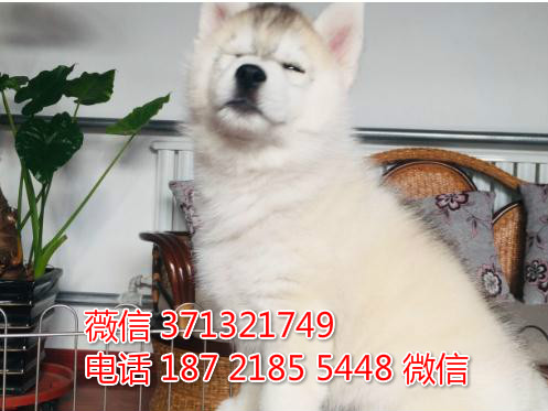 长沙哈士奇犬出售纯种幼犬 长沙哪里有卖哈士