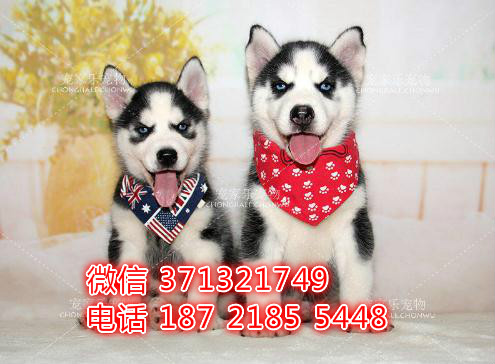 广州犬舍出售 哈士奇犬幼犬 广州犬舍在哪里有宠物狗狗