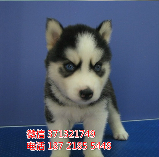 武汉 专业繁殖 哈士奇犬狗狗纯种幼犬 武汉宠