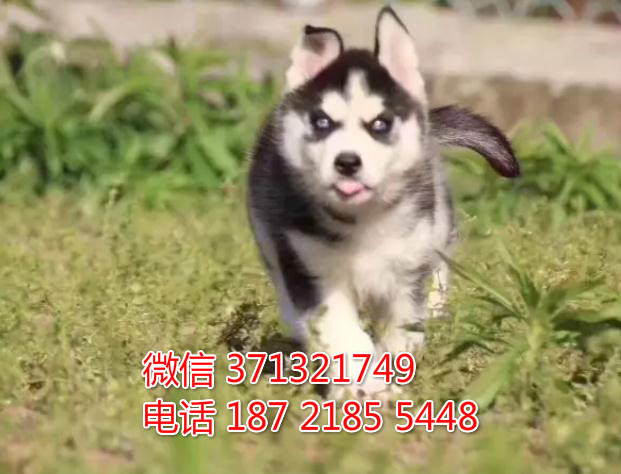 哈士奇犬出售纯种幼犬 无锡宠物狗狗 无锡犬舍