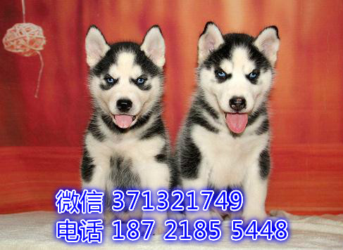 深圳狗场 哈士奇犬出售纯种 深圳特价宠物狗狗