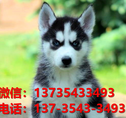 福州犬舍出售纯种哈士奇犬 宠物狗网站卖狗买
