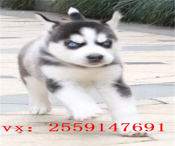 长沙哪里卖纯种哈士奇 长沙哪里卖健康的哈士