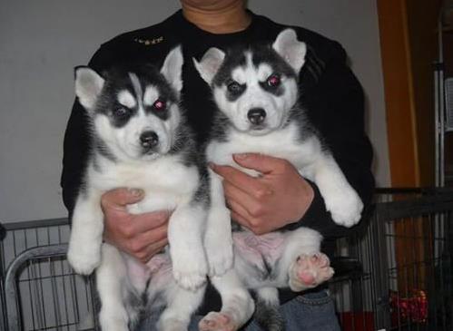成都犬舍出售纯种哈士奇犬狗场在哪 哈士奇拆
