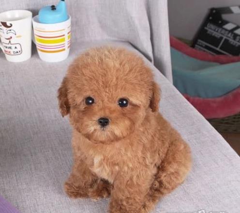 长沙狗场犬舍出售纯种迷你贵宾犬 宠物狗市场