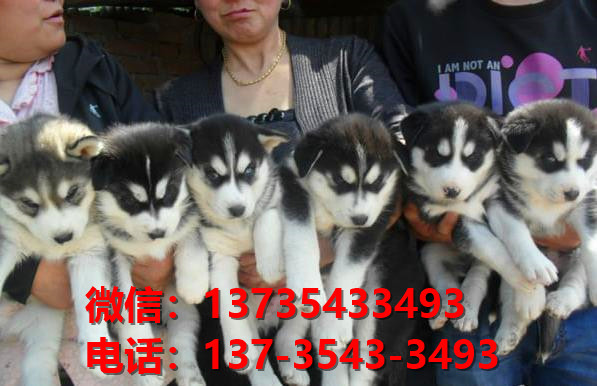 成都犬舍出售纯种哈士奇犬狗场在哪 哈士奇拆家吗