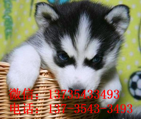 大连犬舍出售纯种哈士奇犬 狗市在哪 哈士奇好