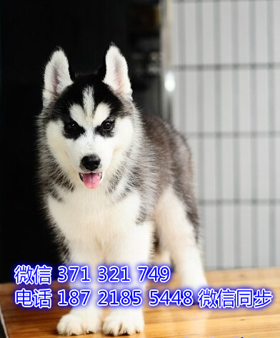 成都本地 哈士奇犬出售纯种幼犬 大型犬二哈雪