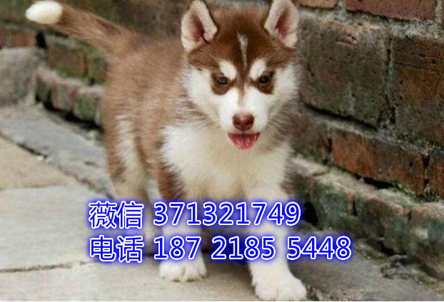 上海犬舍宠物店狗场出售哈士奇犬纯种幼犬 
