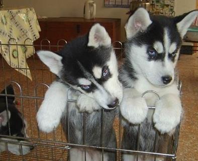 成都宠物狗狗出售纯种哈士奇犬宠物店犬舍