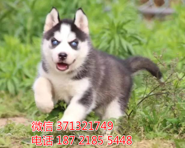 哈士奇犬出售纯种幼犬 无锡宠物狗狗 无锡犬舍