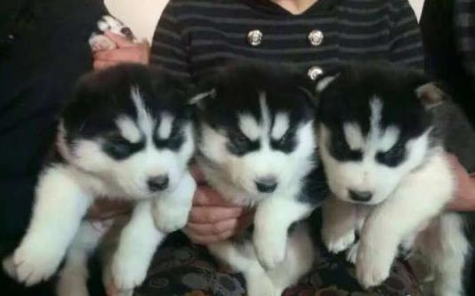 北京狗场出售纯种哈士奇犬 宠物狗市场在哪有