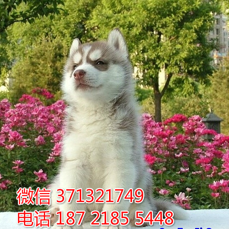 沈阳狗场出售 哈士奇犬幼犬 沈阳犬舍在哪里 