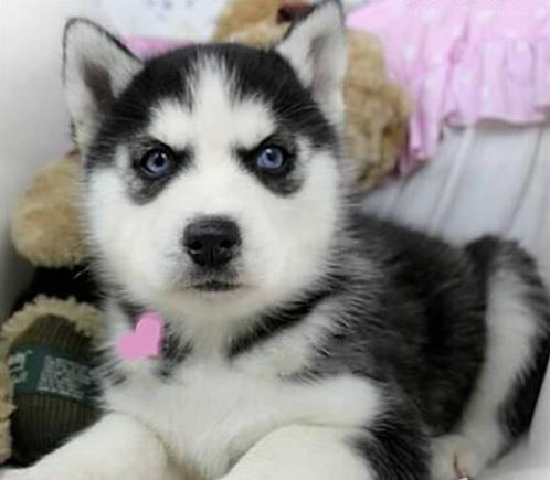 深圳犬舍出售纯种哈士奇犬狗场在哪 哈士奇拆