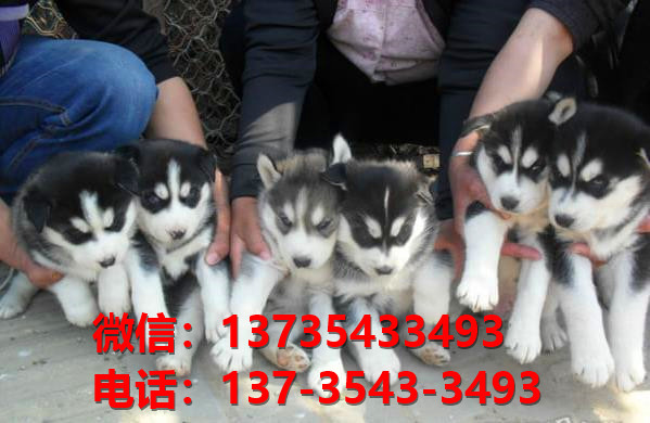 成都犬舍出售纯种哈士奇犬狗场在哪 哈士奇拆家吗