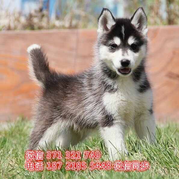 成都本地 哈士奇犬出售纯种幼犬 大型犬二哈雪橇犬