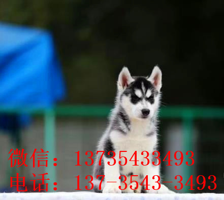 北京犬舍出售纯种哈士奇犬 狗市在哪 哈士奇好不好养
