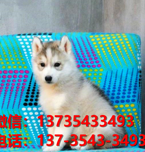 福州犬舍出售纯种哈士奇犬狗场在哪 哈士奇拆