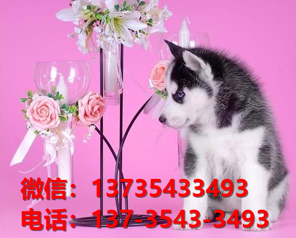纯种哈士奇犬 成都宠物狗犬舍出售二哈宠物狗哪里有卖狗地方在哪买狗