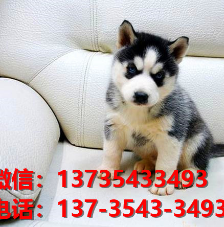 纯种哈士奇幼犬出售 长沙宠物狗犬舍领养宠物狗市场在哪里卖狗买狗